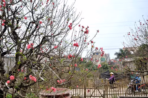 Còn gần 1 tháng nữa mới Tết nguyên đán nhưng những cây đào thế đẹp đã được khá nhiều khách để mắt tới