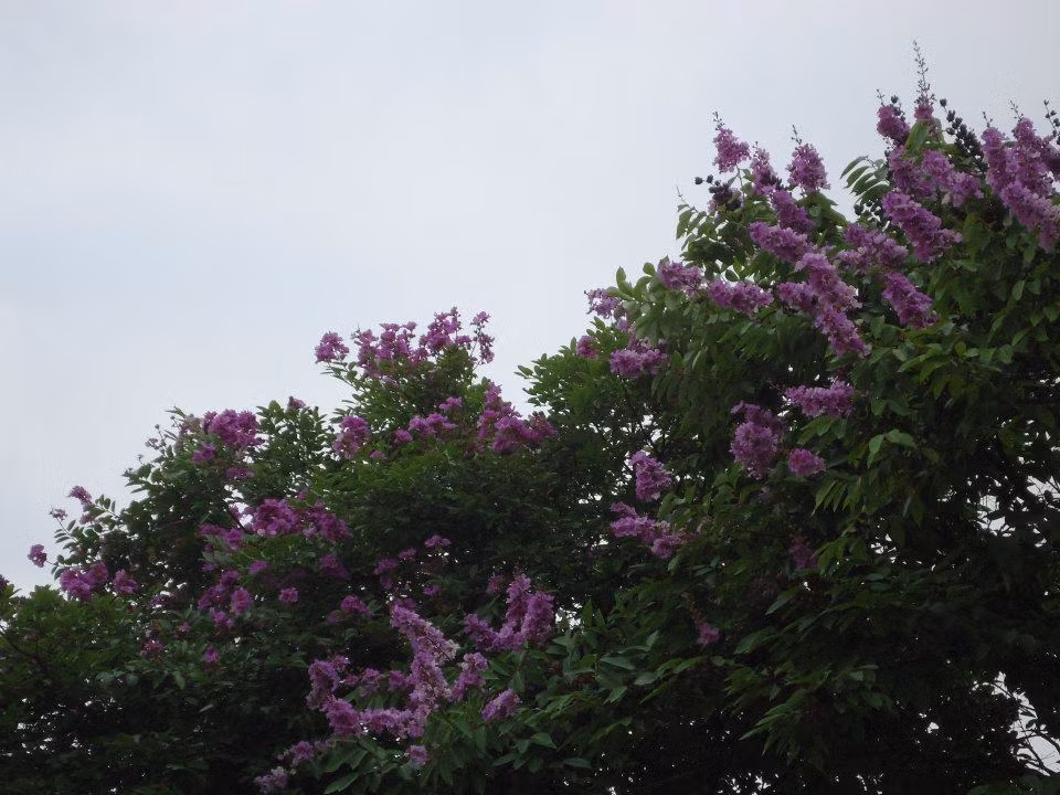 Bằng lăng tím một góc trời.
