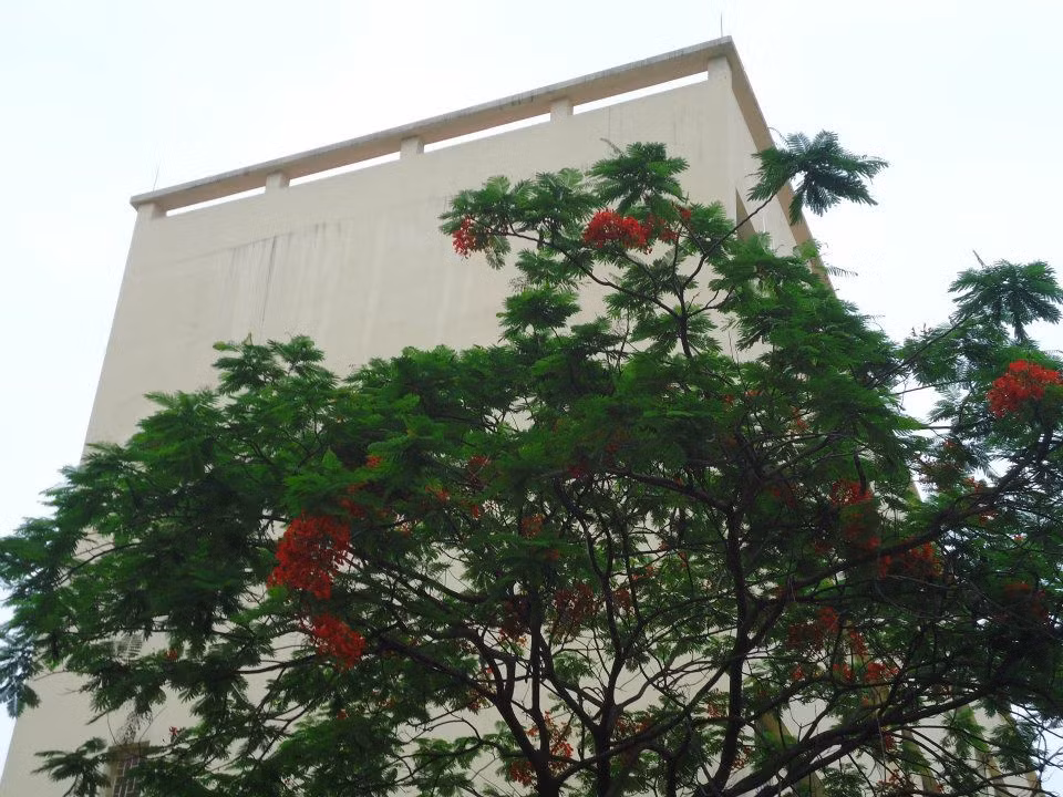 Những chùm hoa mùa hạ.