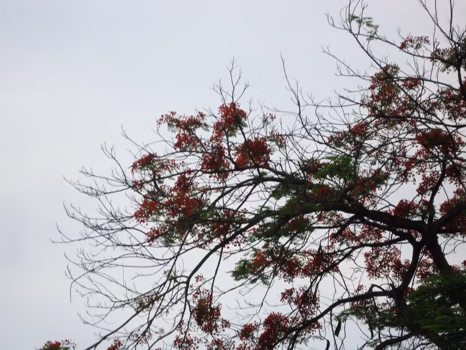 Rực rỡ khoe sắc.