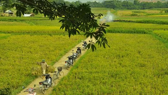 Vẻ đẹp thơ mộng được người dân “vẽ” trên cánh đồng của mình.