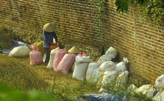 Sắp xếp các bao thóc gọn gàng đợi xe đến và chở về nhà.