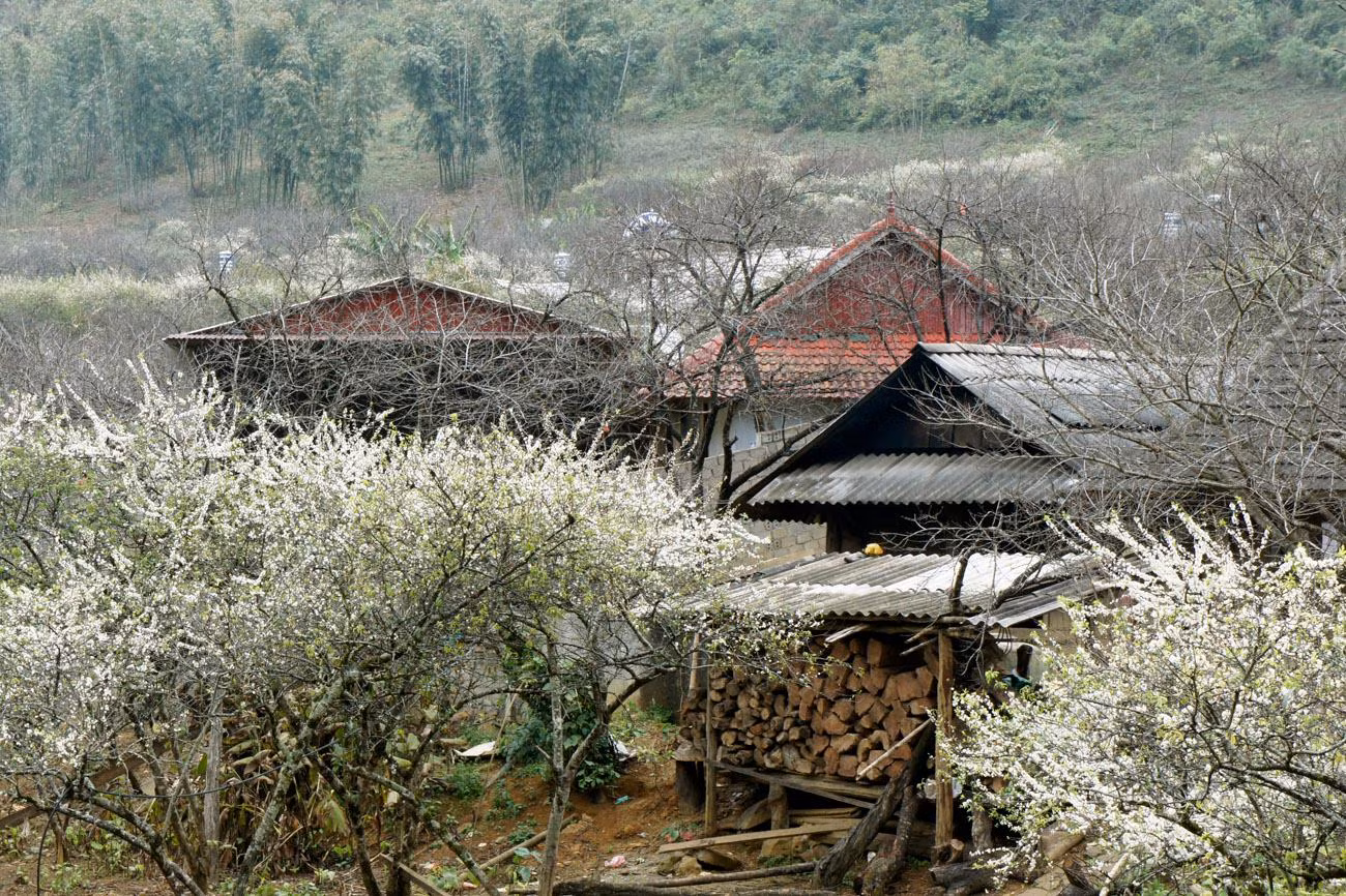 Những ngôi nhà của người dân tộc chìm trong màu trắng hoa mận. Ảnh: Tùng Dương.