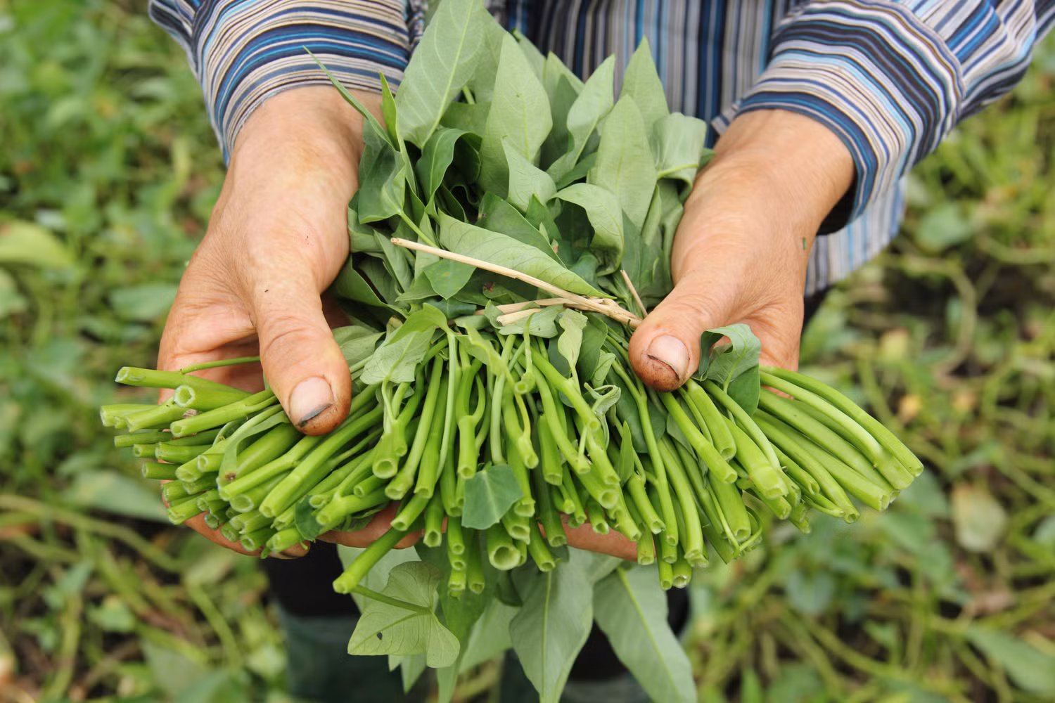 Tôi tự thấy, tôi là công dân rau muống, dù có thế nào cũng loanh quanh với rau muống. (Ảnh: Vietq.vn)