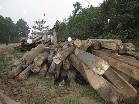Gỗ lậu đã được lực lượng chức năng phát hiện, thu hồi