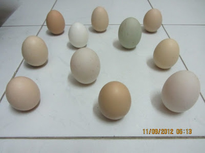 Dựng nhiều quả cùng lúc.