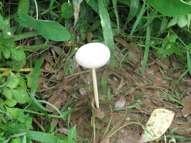 Hiện tượng quả trứng trên đầu đũa được nhiều nhà ngoại cảm sử dụng thường xuyên trong việc tìm hài cốt liệt sĩ. Hiện tượng quả trứng trên đầu đũa được nhiều nhà ngoại cảm sử dụng thường xuyên trong việc tìm hài cốt liệt sĩ.