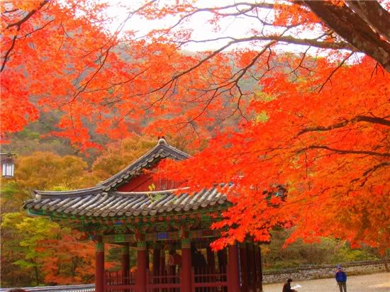 Ai cũng phải ngẩn ngơ trước vẻ đẹp lãng mạn của mùa thu xứ Kimchi. Ai cũng phải ngẩn ngơ trước vẻ đẹp lãng mạn của mùa thu xứ Kimchi.