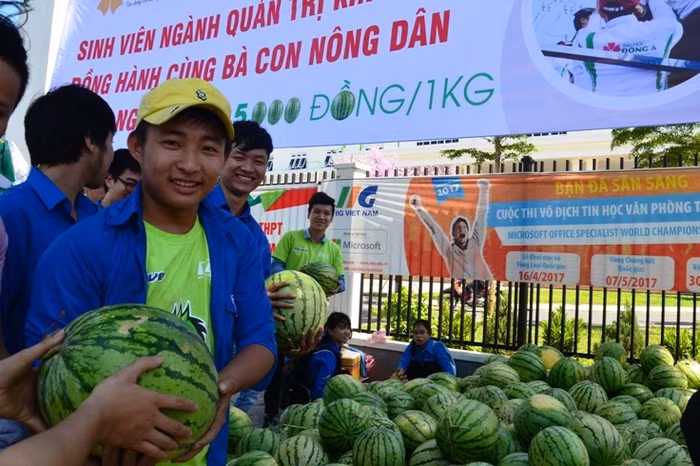 Hàng trăm sinh viên tham gia chiến dịch "giải cứu dưa hấu" cho bà con nông dân Quảng Ngãi. Ảnh: TT