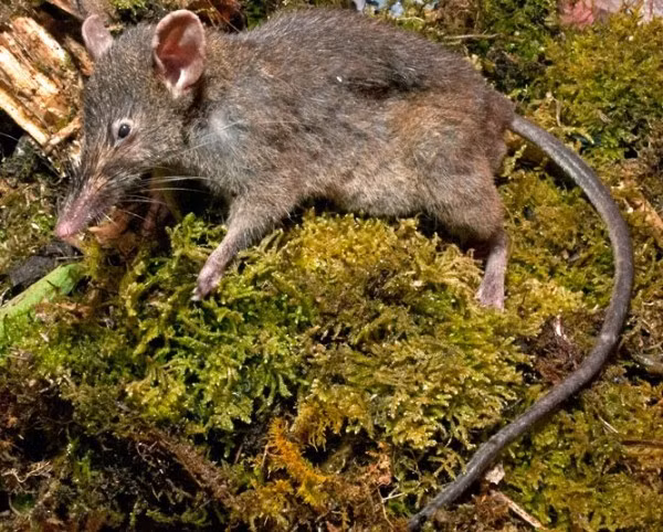 Loài chuột không răng mới được phát hiện Paucidentomys vermidax. Các nhà khoa học tìm thấy nó trong một khu rừng nhiệt đới trên đảo Sulawesi của Indonesia. Con vật nhỏ bé này đại diện cho một bước tiến mới trong quá trình tiến hóa của động vật gặm nhấm.