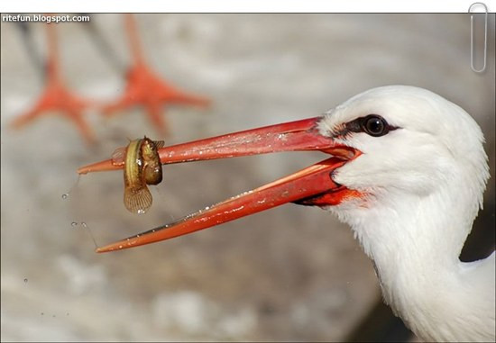 Thách làm gì được nhau đấy !... Thách làm gì được nhau đấy !...