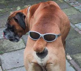 Đầu nào đuôi ấy phải đâu? Anh này đầu xấu mà "ngầu" đuôi ghê Đầu nào đuôi ấy phải đâu? Anh này đầu xấu mà "ngầu" đuôi ghê