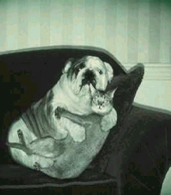 Dạo này anh lại tăng cân à? Suốt ngày ăn xương mà người toàn thịt Dạo này anh lại tăng cân à? Suốt ngày ăn xương mà người toàn thịt