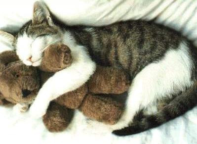 Thú chơi " sang " của các đại gia Thú chơi " sang " của các đại gia