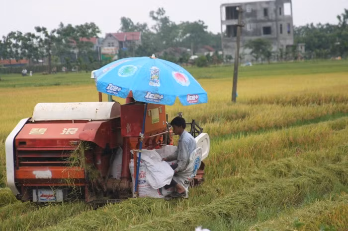 Những chiếc máy 3 trong 1: gặt - đập - cho lúa vào bao xuất hiên trên những cánh đồng của làng quê Phúc Thọ - Hà Nội