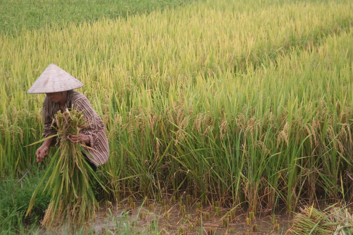 Người nông dân ra đồng