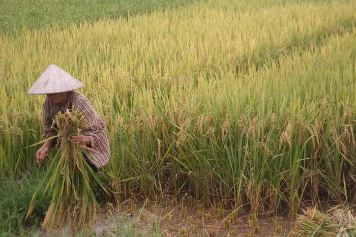 Người nông dân ra đồng