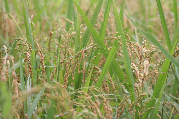 Những cánh đồng lúa chín đổi bằng mồ hôi của người nông dân sau bao tháng ngày chờ đợi