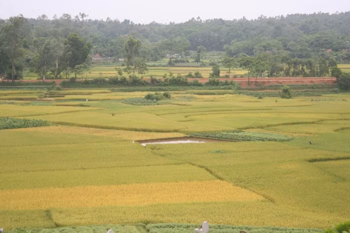 Khi sắc vàng bao phủ những cánh đồng báo hiệu mùa gặt về trên mỗi làng quê Việt Nam