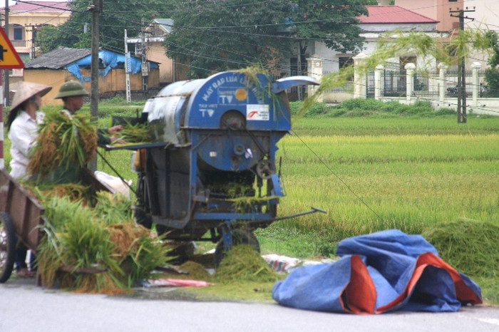 Người dân tuốt lúa ngay tại trên cánh đồng
