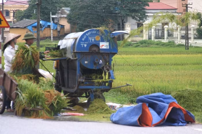 Người dân tuốt lúa ngay tại trên cánh đồng