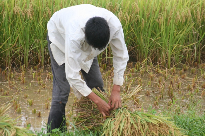Không chỉ phụ nữ, đấng mày râu cũng tham gia công việc đồng áng