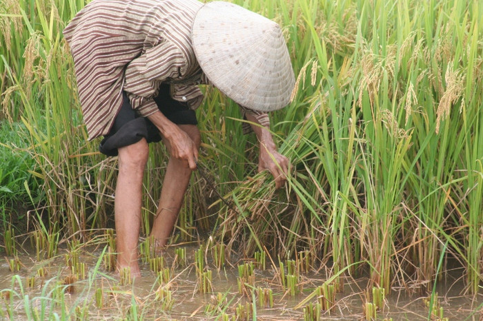 Bàn tay thoăn thoắt gặt những dạ lúa
