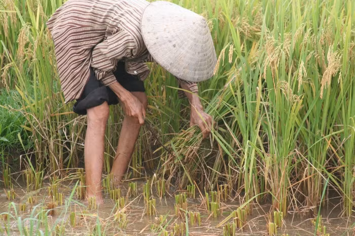 Bàn tay thoăn thoắt gặt những dạ lúa
