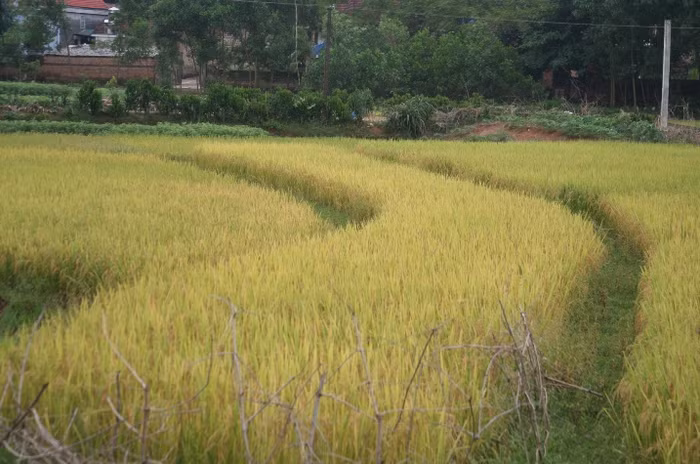 Những cánh đồng vàng óng tô điểm sắc trời hạ