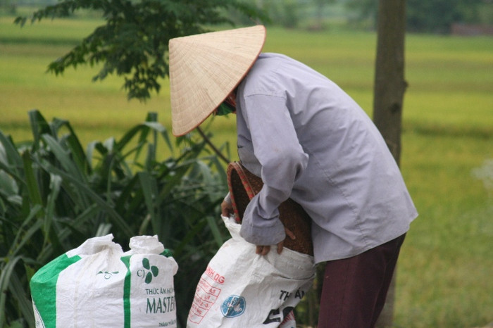 Thu lúa vào bao