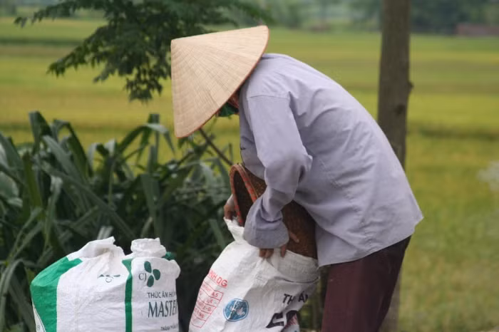 Thu lúa vào bao