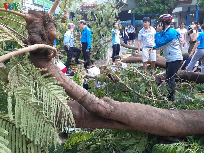 Vụ cây đổ đè vào học sinh xảy ra tại Trường trung học cơ sở Bạch Đằng, Thành phố Hồ Chí Minh (Ảnh: VOV)