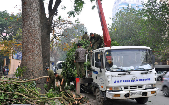 Nhân viên Công ty Công Viên Cây Xanh Hà Nội cũng đang cắt tỉa cây xanh trên đường Quang Trung để có không gian phố thoáng đãng hơn.