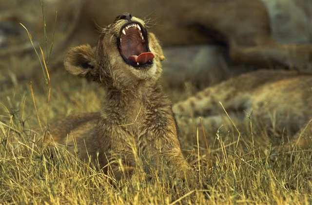 Cười kiểu đói ăn.