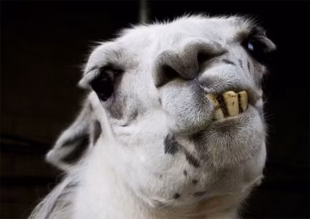 Cười khó hiểu.