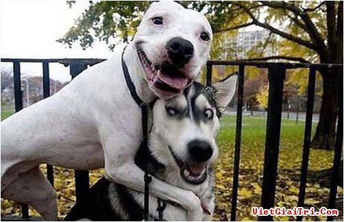 Cười hạnh phúc.