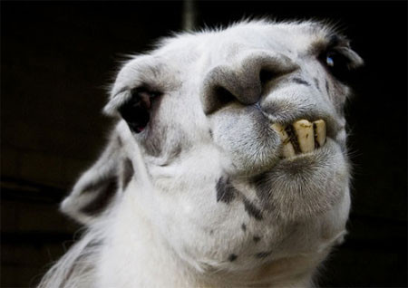 Cười khó hiểu.