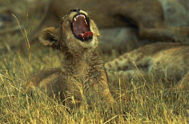 Cười kiểu đói ăn.