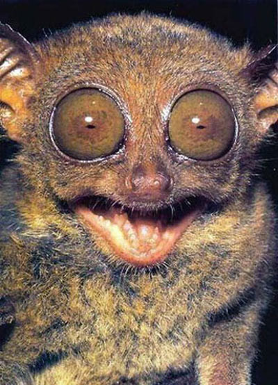 Cười sáng mắt.