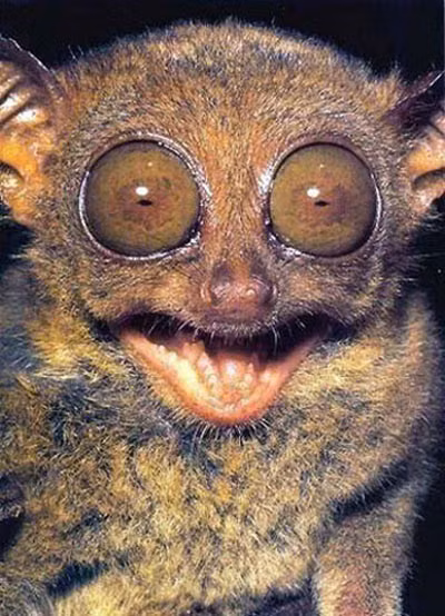 Cười sáng mắt.