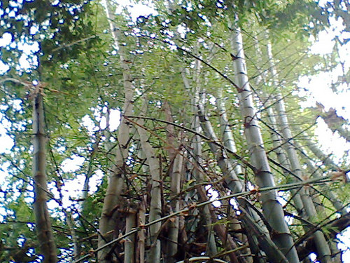 Tre Việt Nam (ảnh minh họa) Tre Việt Nam (ảnh minh họa)