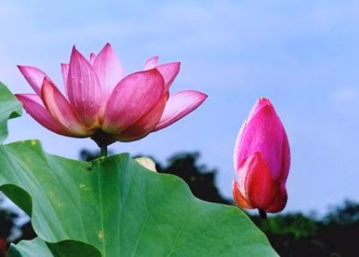 Sen Việt (ảnh minh họa)