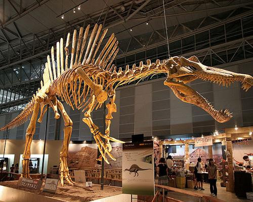 Spinosaurus là động vật ăn thịt lớn nhất sống vào khoảng 100 năm đến 93 triệu năm trước đây, nặng 10 tấn và cao 18m. Phần lưng của loài này có những đốt xương giống như cánh buồm cao hơn 2m và là loài khủng long có đầu dài nhất gần 2m. Spinosaurus là động vật ăn thịt lớn nhất sống vào khoảng 100 năm đến 93 triệu năm trước đây, nặng 10 tấn và cao 18m. Phần lưng của loài này có những đốt xương giống như cánh buồm cao hơn 2m và là loài khủng long có đầu dài nhất gần 2m.