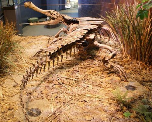 Sarcosuchus được mệnh danh là “hoàng đế cá sấu ăn thịt ”, sống tại châu Phi, cách đây khoảng 100 triệu năm. Con cá sấu này dài hơn 12m, ạng 8,75 tấn, hàm rộng gần 2m với 100 chiếc răng. Các chuyên gia tin rằng thức ăn của nó có thể gồm cả những con khủng long nhỏ. Sarcosuchus được mệnh danh là “hoàng đế cá sấu ăn thịt ”, sống tại châu Phi, cách đây khoảng 100 triệu năm. Con cá sấu này dài hơn 12m, ạng 8,75 tấn, hàm rộng gần 2m với 100 chiếc răng. Các chuyên gia tin rằng thức ăn của nó có thể gồm cả những con khủng long nhỏ.