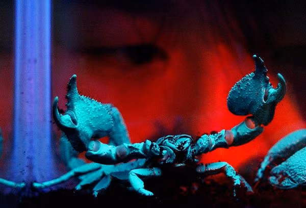 8. Bọ cạp trưởng thành Tất cả những con bọ cạp trưởng thành thuộc loài bọ cạp này đều có khả năng phát ra ánh sáng màu xanh lá cây pha vàng hoặc màu xanh da trời khi chiếu tia cực tím. Hiện tượng này đã từng được giải thích vào năm 1954. Theo tài liệu của trường Đại học Marshall năm 2001, loài bọ cạp này đã tạo ra tia UV phản chiếu vào lớp ráp bảo vệ cơ thể khi đi săn mồi vào ban đêm. Có một điều đặc biệt là những con bọ cạp non lại không có khả năng phát sáng do chất phát sáng chỉ bắt đầu xuất hiện vào giai đoạn trưởng thành.