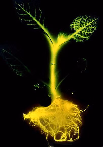 7. Cây thuốc lá Các nhà khoa học đến từ Đại học Lowa đã tiến hành cấy gen lấy từ những con đom đóm vào cây thuốc lá làm cho cây thuốc lá này phát sáng. Không giống như chất protein huỳnh quang màu xanh, ánh sáng đom đóm được tạo ra do sắc tố luciferin và en-zim luciferase mà không cần chiếu tia cực tím .