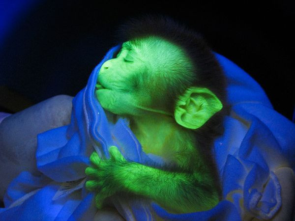 2. Khỉ nâu Macaque ở Ấn Độ Năm 2008, Các nhà nghiên cứu tại Trung tâm nghiên cứu Yerkes ở Atlanta đã tiến hành thử nghiệm tiêm một loại vi rút ( loại vi rút gần giống vi rút HIV ) vào trứng chưa thụ tinh của loài khỉ và những con vi rút này cũng tạo ra một loại protein khiến cho những chú khỉ nâu phát sáng dưới tia cực tím, giúp cho việc nghiên cứu trên não khỉ trở lên dễ dàng hơn. 2. Khỉ nâu Macaque ở Ấn Độ Năm 2008, Các nhà nghiên cứu tại Trung tâm nghiên cứu Yerkes ở Atlanta đã tiến hành thử nghiệm tiêm một loại vi rút ( loại vi rút gần giống vi rút HIV ) vào trứng chưa thụ tinh của loài khỉ và những con vi rút này cũng tạo ra một loại protein khiến cho những chú khỉ nâu phát sáng dưới tia cực tím, giúp cho việc nghiên cứu trên não khỉ trở lên dễ dàng hơn.