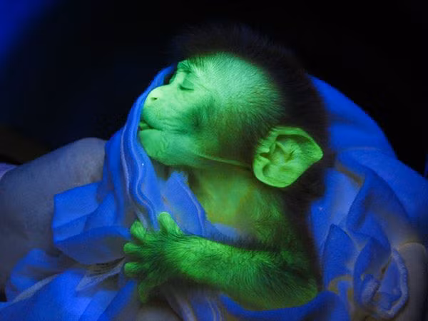 2. Khỉ nâu Macaque ở Ấn Độ Năm 2008, Các nhà nghiên cứu tại Trung tâm nghiên cứu Yerkes ở Atlanta đã tiến hành thử nghiệm tiêm một loại vi rút ( loại vi rút gần giống vi rút HIV ) vào trứng chưa thụ tinh của loài khỉ và những con vi rút này cũng tạo ra một loại protein khiến cho những chú khỉ nâu phát sáng dưới tia cực tím, giúp cho việc nghiên cứu trên não khỉ trở lên dễ dàng hơn.