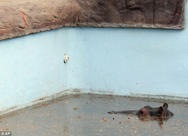 Và nó đã chết chỉ sau khoảng 4 giờ giải cứu