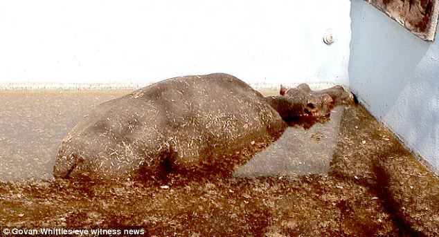 Hồ bơi trở lên bẩn do phân của chính con hà mã sau ba ngày bị mắc kẹt